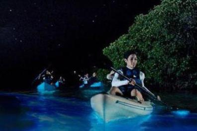 People kayaking through glowing bioluminescent water at night.