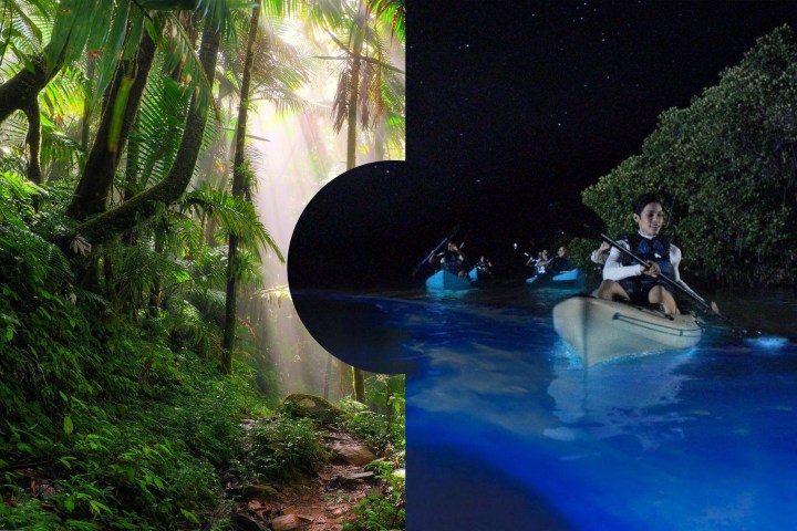 Tropical rainforest and bioluminescent kayaking scene split in a puzzle piece design.