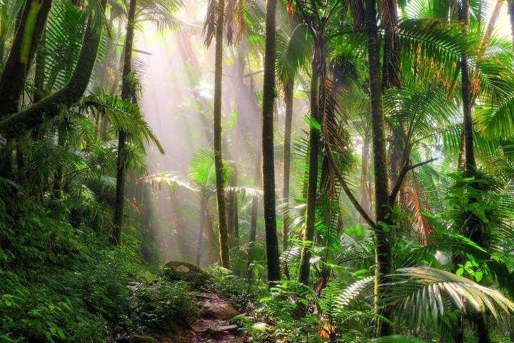 Sunlight filtering through dense, lush green rainforest foliage with a narrow path.