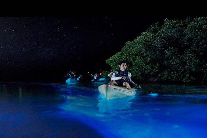 People kayaking on glowing bioluminescent water at night.