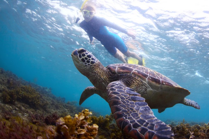 Snorkeler swimming above a sea turtle in clear ocean water.