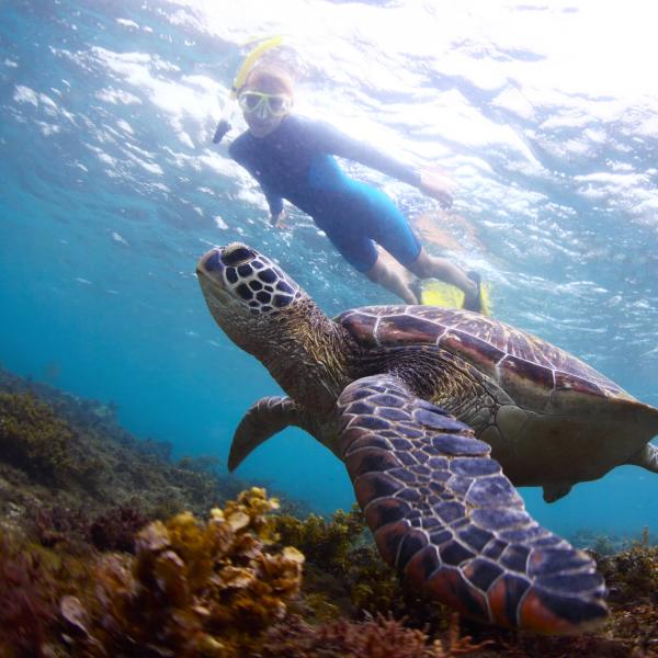 Diver swims near a sea turtle underwater in clear blue ocean.