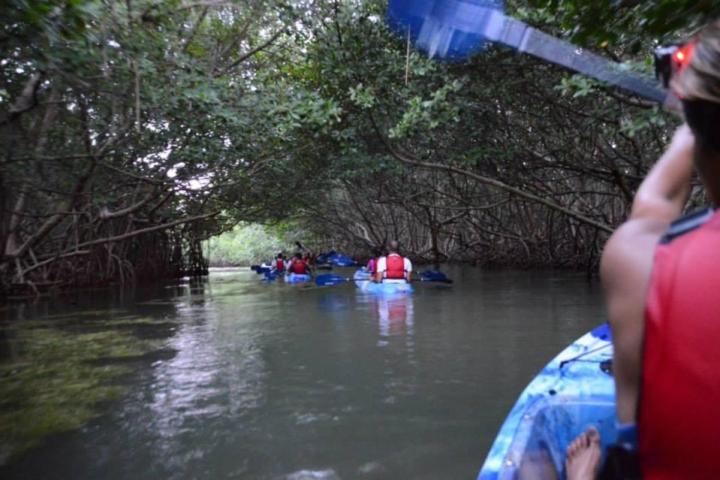 Group kayaking through a narrow mangrove waterway.