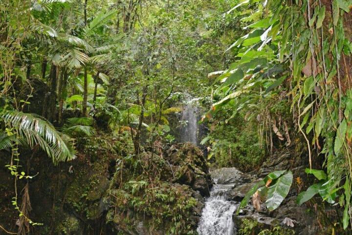 Small waterfall in lush tropical forest with green foliage.