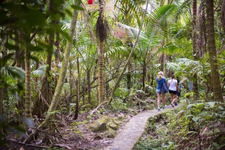 Hikers on a path through a lush tropical forest with tall palm trees.